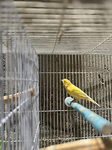 pit bul: Bülbül Kanarya quşları cütdülər erkəy oxuyur qızğın quşlardır kim — 10