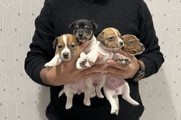 heyvan bazari itler: Cek rassel teryer, 2 ay, Dişi, Ünvandan götürmə — 1