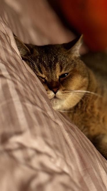 suda yaşayan heyvanlar: Britan, Erkək, Cütləşmə üçün — 2