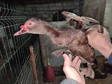 Muskoviy ördəkləri (öküz ürəyi” kimi tanınır) - Rənglər: əsasən