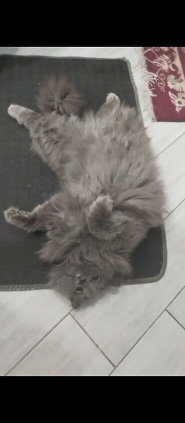 русская голубая кошка баку: Dişi, Yaxşı əllərə, Ünvandan götürmə — 4