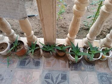 kokelmek ucun bitki caylari: Aloe Vera, kosmetologiyada istifadə olunur. Əsl Aloe Veradır — 2