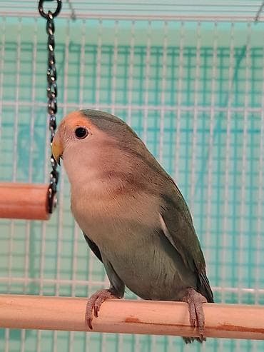 Кошки: Tutuquşu ( Nerazluçnik ) 3 ədədi cəmi : 110 azn ( tək - tək satılmır — 2