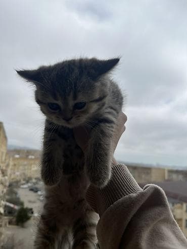 heyvanlar ucun: Tabbi, Erkək — 4