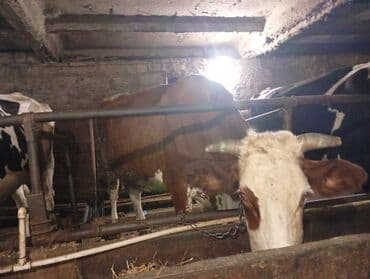 tap az sudluk inəklər: Salam gördüyünüz ineyler satılır boğaz balı super heyvanlardi — 7