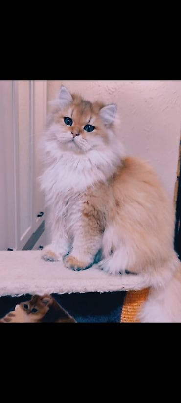 Pişiklər: Britan — 5