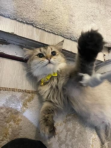 шиншила: Шиншилла — 5