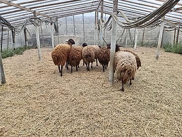 qala qoyunlar: Dişi, Qala, il: 1, 50 kq, Damazlıq, Ünvandan götürmə — 9
