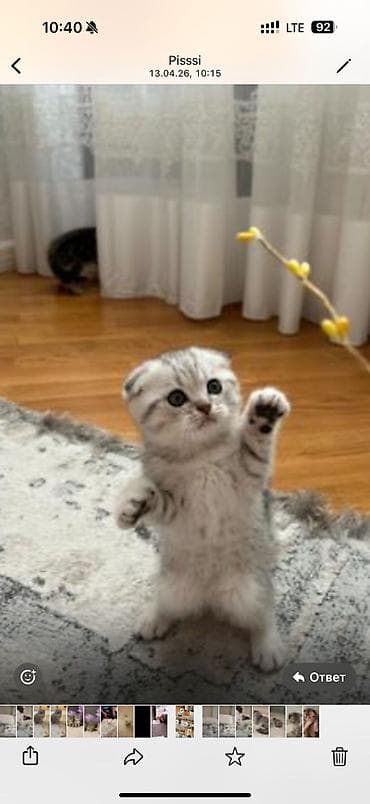 pişim: Şotland — 5