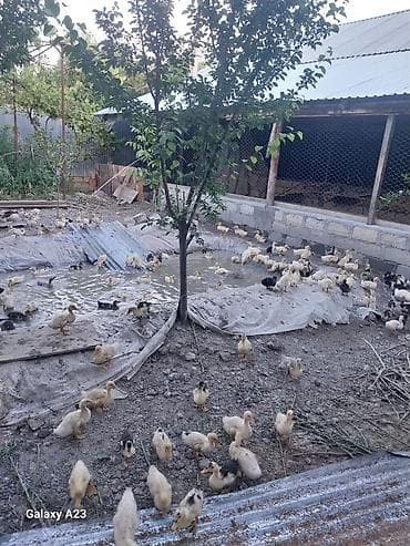 qəfəs satılır: Satış: cücələr – ördək bala sürüsü - Növ: ev ördəyi balaları 25 — 3