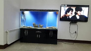 cat: Akvarium-şkaf, 1000 l, Pulsuz çatdırılma — 1