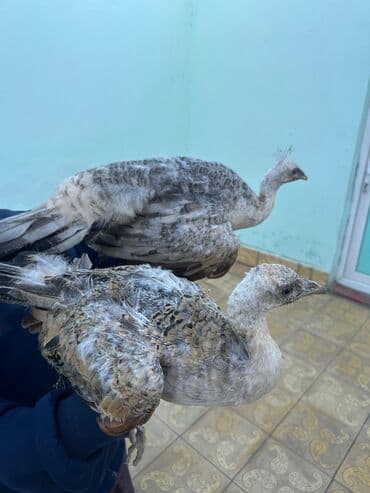 atla eşşəyin cütləşməsi: Qaraqənəd Tovuz quşları 1 cütü 200 azn — 1