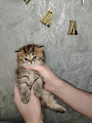 Şirin balaca pişik balaları - Cins: Uzun tüklü, yumşaq və sıx örtüklü