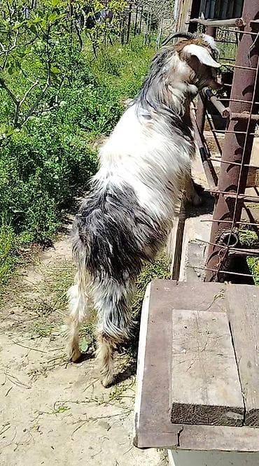 keçi balası: Dişi, il: 1, Südlük, Ünvandan götürmə — 7