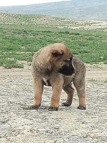 heyvanlar quslar: Qurdbasar Erkek. 1 Ayıiq Qiymət Sondu unvan Baki Qaradağ — 2
