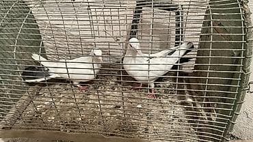 tap az quşlar: Cüt qara quyruq — 3