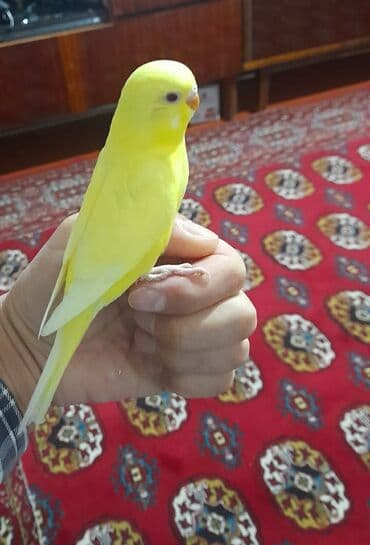 quş satisi: 1 aylıg qırmızı göz ələ öyrəşmiş quşdu
sumqayit — 9