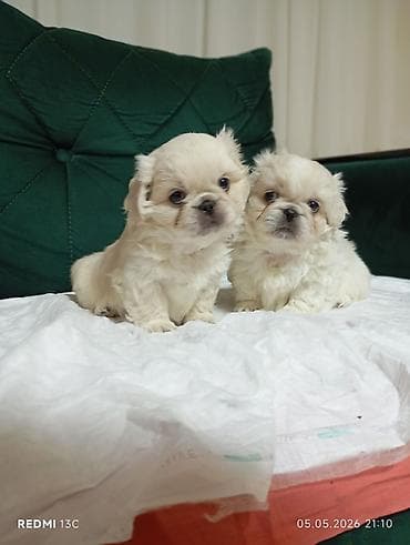 qaz heyvan: Pekines — 3