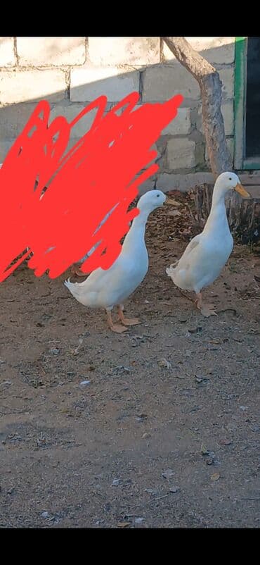 hind quslari: 5 ayliq Ağ pinqivin ordekleri 2 erkey 2 disi Hamsi bir yerde satlir — 2