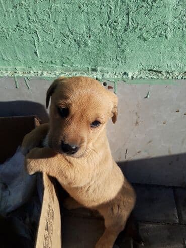 Quşlar: Zvanok balası satılır. - Yaş: 2 aylıq - Dişi - Qurd dərmanı verilib - — 4