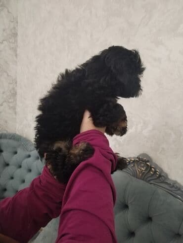 balaca itlərin qiyməti: Məhsul: Yavru itlər (iki bala) Təsvir: - Cins: Kiçik ölçülü, uzun — 9