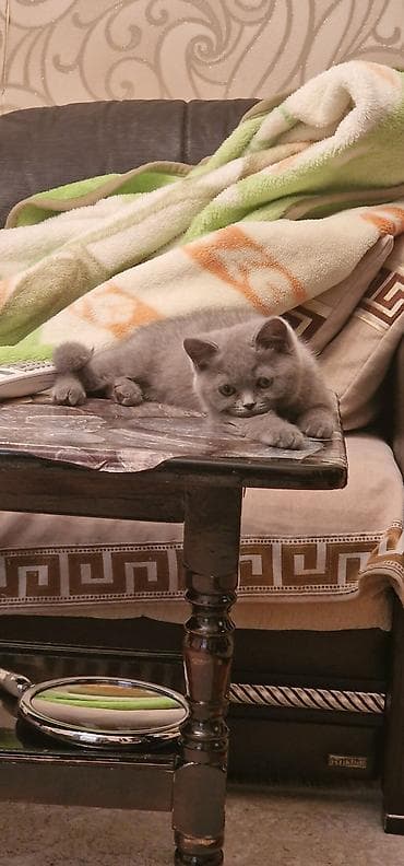 Pişiklər: Britan, Erkək, Yaxşı əllərə, Ünvandan götürmə, Ödənişli çatdırılma — 4