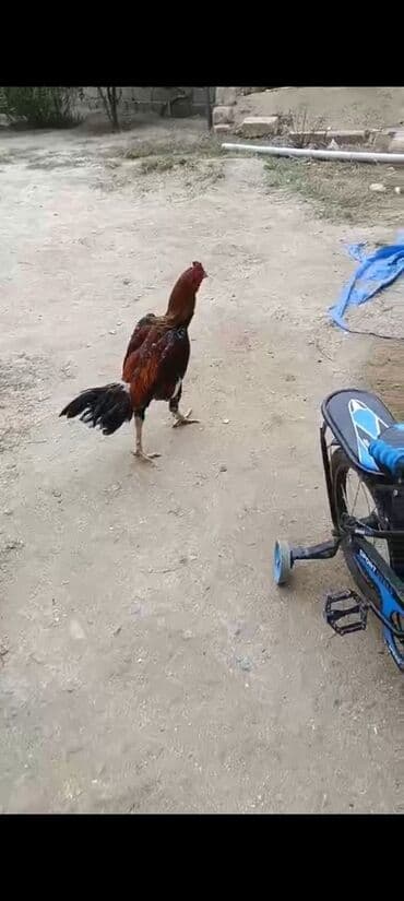 домик для собак: Salam dosdumundu doyuw ucun superdi elada viddi becedi cinsi birazildi — 2