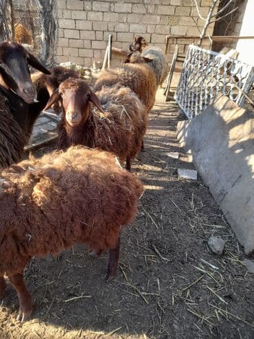 qoyun quyrugu: Qoyun sürüsü – yerli qaragül/qəhvəyi rəngli xallı uzun yununlu — 4