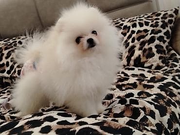 pişiy adları: Britan — 7