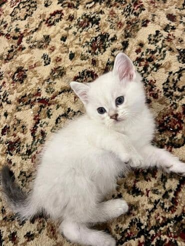 pişiy adları: Britan — 2