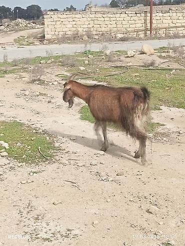 ereb keçisi: Məhsul: Qoyun-keçi təsərrüfatı üçün keçilər Təsvir: - Şəkillərdə uzun — 1
