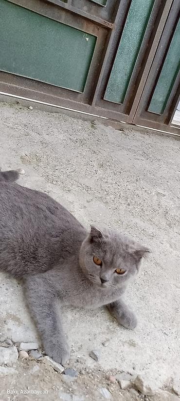 pisik geyimi: Britan, Dişi, Ünvandan götürmə — 3