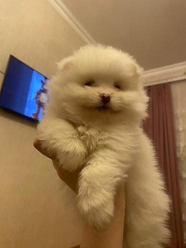 xaski itləri: Şpitz, 2 ay, Erkek, Peyvəndli, Ünvandan götürmə — 2