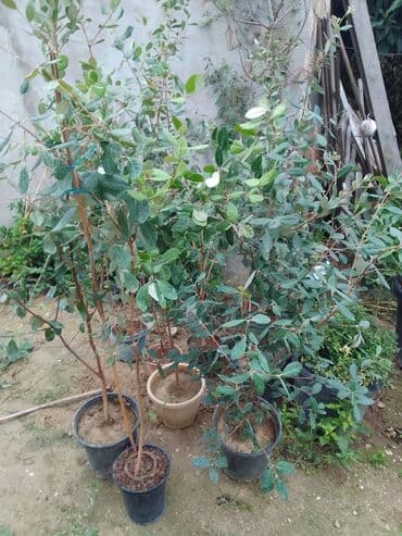 bamya toxumu nədir: Məhsul: Saksıda feijoa (akkaya/quava ananası) tingləri Təsvir: - — 1