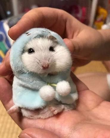 Hamster cunqarik