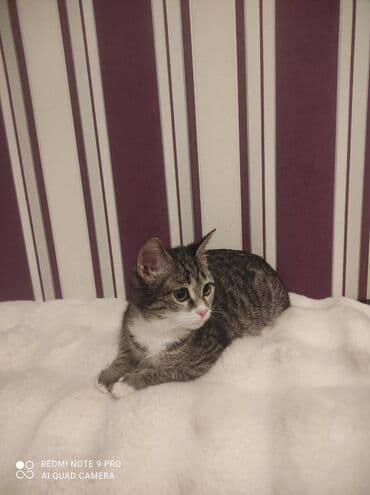 русская голубая кошка цена: Табби, В добрые руки — 8