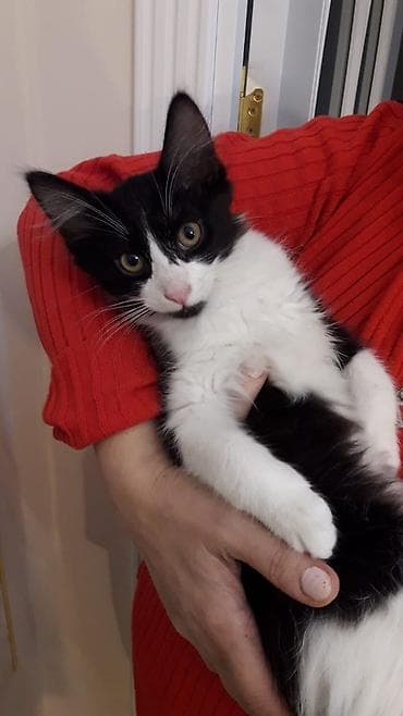 Грызуны: Шотладская вислоухая, В добрые руки — 5