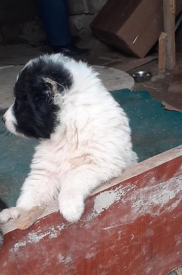 heyvan dermanlari: Qafqaz çoban iti, 1 ay, Dişi — 5