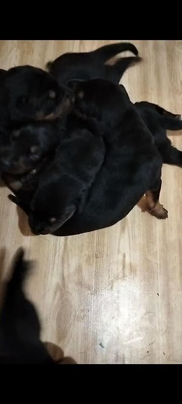 Doberman, 1 ay, Peyvəndli lalafo.az -da Doberman, 1 ay, Peyvəndli