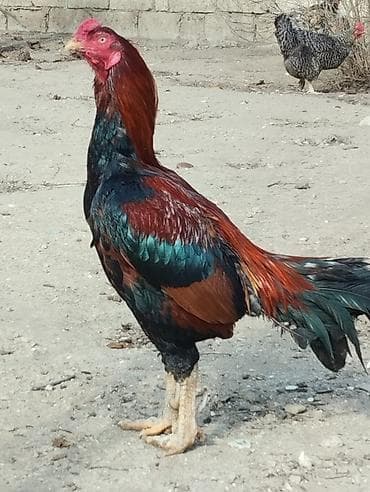 pitbul bala: Xoruz, il: 3 — 1