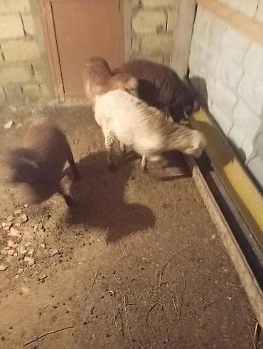 ucuz quzu: Qoyun-quzu satışı - Şəkillərdə 4 baş gənc quzu görünür (ağ və — 3