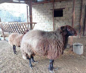 İtlər: Erkək, Qala, il: 4, 60 kq, Damazlıq — 5