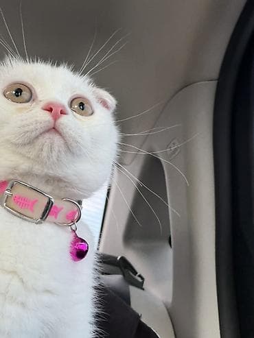 тап аз кошки: Шотладская вислоухая, Самка, В добрые руки, Самовывоз — 2