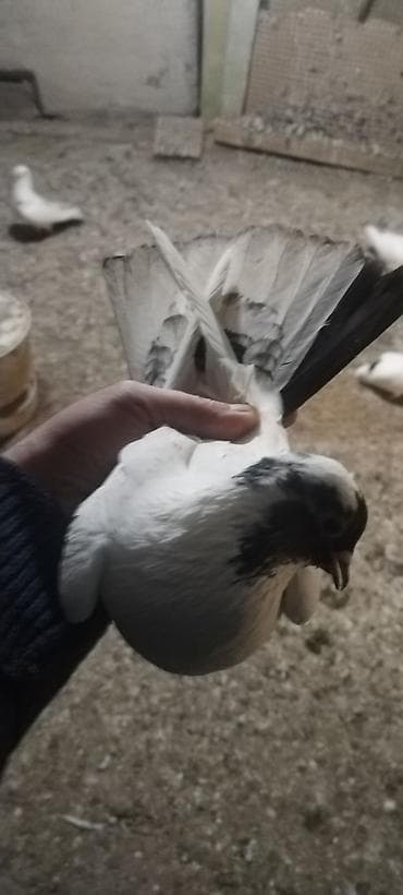 quş adları: Qusdar tutulma qusdardi hazirda erkey mayadi kankiret adamlar narhat — 6