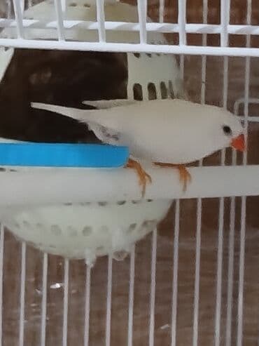 yem satisi: Bulbulu amadin satiram. cutdu yumurtalamaga hazirlawirlar yuva — 4