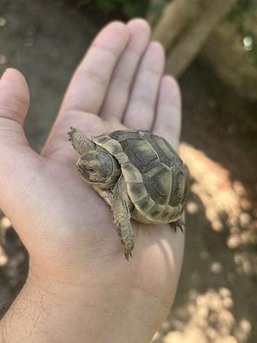 Heyvanlar: Rus tısbağası balası (Testudo horsfieldii) – əl ölçüsündə — 3