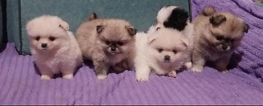 husky satisi: Şpitz, 2 ay, Erkek — 4