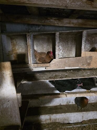 Mal-qara: Toyuq, Damazlıq — 6