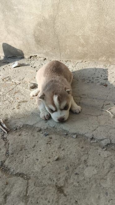 Xaski lalafo.az -da Xaski