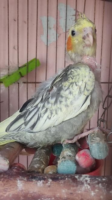 Амадины: Nimfa (cockatiel) – nadir rəng çaları - Rəng: krem-sarı və boz — 6